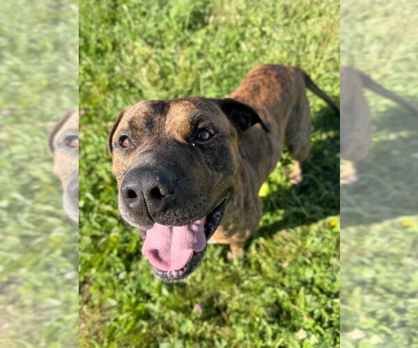 Medium Photo #8 American Staffordshire Terrier Puppy For Sale in Pierceton , IN, USA