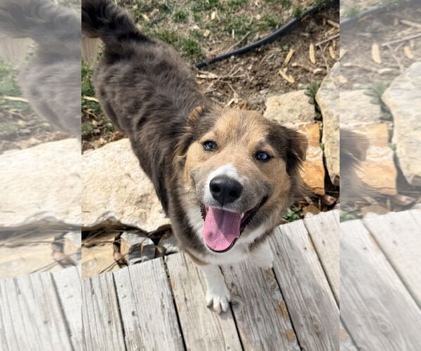 Medium Photo #11 Collie-Unknown Mix Puppy For Sale in Sandy, UT, USA