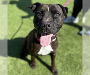 American Pit Bull Terrier Dogs for adoption in Camarillo, CA, USA