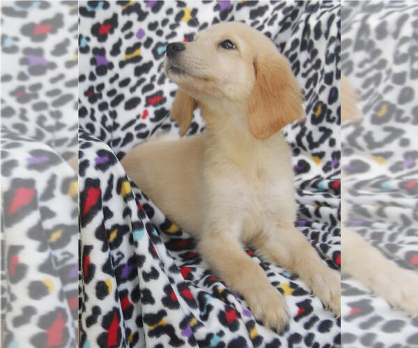 Medium Photo #11 Golden Retriever Puppy For Sale in STATEN ISLAND, NY, USA