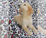 Small Photo #11 Golden Retriever Puppy For Sale in STATEN ISLAND, NY, USA