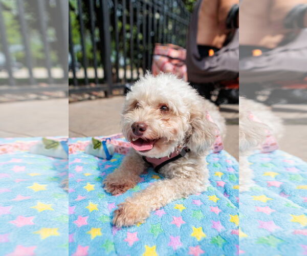 Medium Photo #3 Poodle (Miniature) Puppy For Sale in St. Louis Park, MN, USA