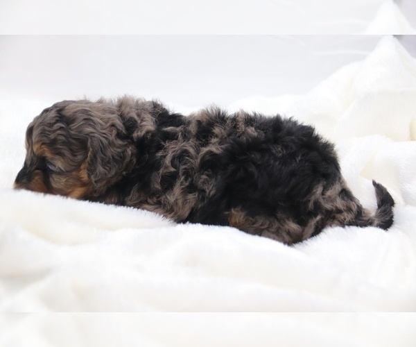 Medium Photo #37 Cockapoo Puppy For Sale in RIPLEY, TN, USA