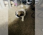 Small Shih Tzu
