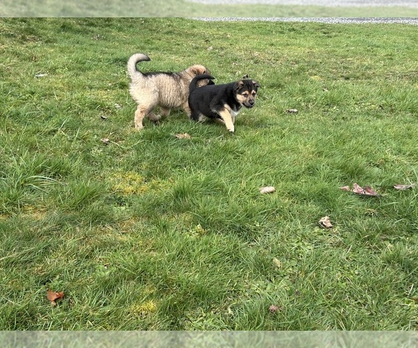 Medium Photo #4 Australian Shepherd-German Shepherd Dog Mix Puppy For Sale in DEMING, WA, USA