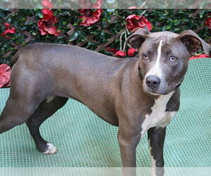 American Pit Bull Terrier Dogs for adoption in Charlotte, NC, USA