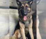 Small German Shepherd Dog Mix