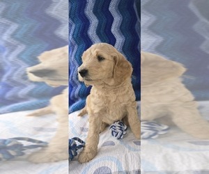 Goldendoodle Puppy for sale in BATTLE GROUND, WA, USA