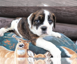 Olde English Bulldogge Puppy for sale in SHILOH, OH, USA