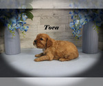 Small #4 Cavalier King Charles Spaniel