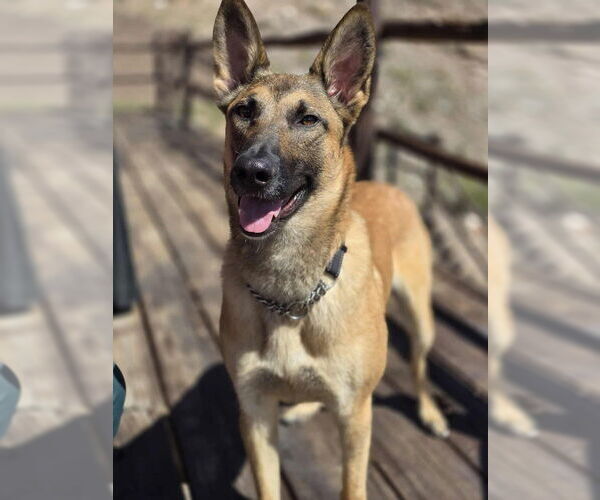 Medium Photo #2 Mutt Puppy For Sale in Imlay City, MI, USA