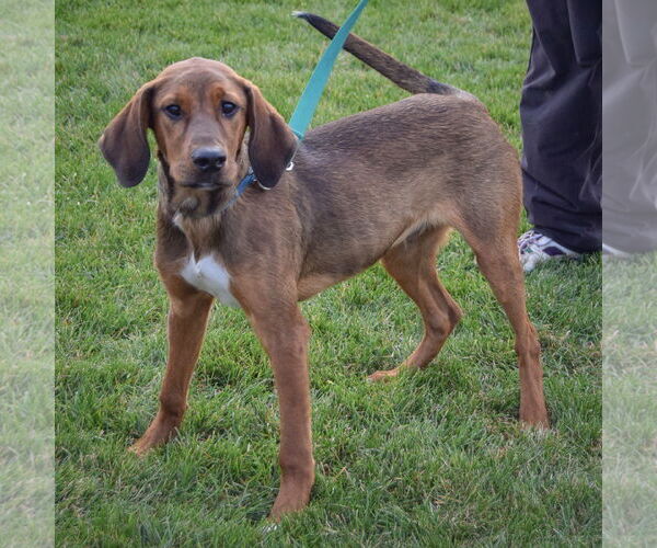 Medium Photo #4 Labrador Retriever-Redbone Coonhound Mix Puppy For Sale in Huntley, IL, USA