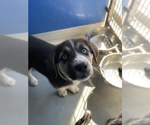 Medium Photo #1 German Shepherd Dog-Unknown Mix Puppy For Sale in Visalia, CA, USA