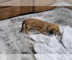 Small Photo #4 Dachshund Puppy For Sale in HAWESVILLE, KY, USA