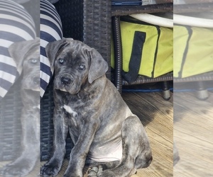 Cane Corso Puppy for sale in NEWFIELD, NJ, USA