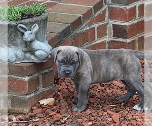 Cane Corso Puppy for Sale in MOORESBORO, North Carolina USA