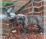 Litter of 3 - Male(s) and Female(s) Cane CorsoLitter of Puppies for Sale - Small photo