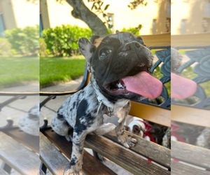 French Bulldog Puppy for sale in FT LAUDERDALE, FL, USA