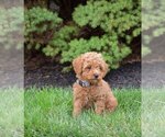 Puppy Cinnamon Poodle (Miniature)
