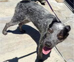 Small #1 Mutt