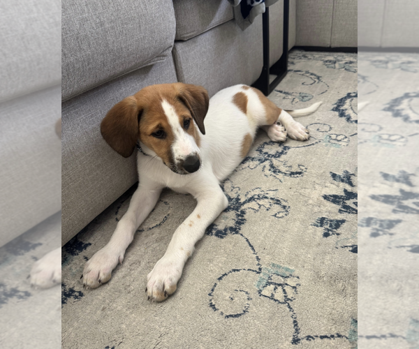 Medium Photo #4 Collie-Unknown Mix Puppy For Sale in Rockville, MD, USA
