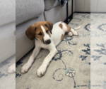 Small #3 Collie Mix