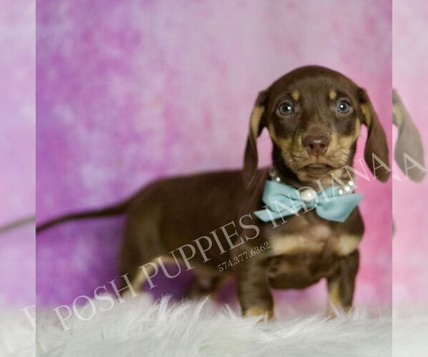 Medium Photo #4 Dachshund Puppy For Sale in WARSAW, IN, USA