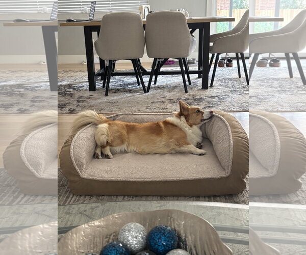 Medium Photo #4 Mutt Puppy For Sale in Denver , CO, USA