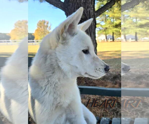 Medium Photo #2 Siberian Husky Puppy For Sale in Severn, MD, USA