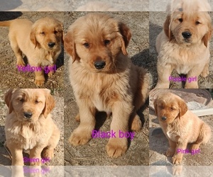 Golden Retriever Puppy for sale in WAKE FOREST, NC, USA