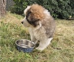 Small #3 Great Bernese