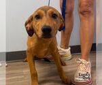Small #2 Mutt