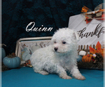 Small #10 Poodle (Toy)