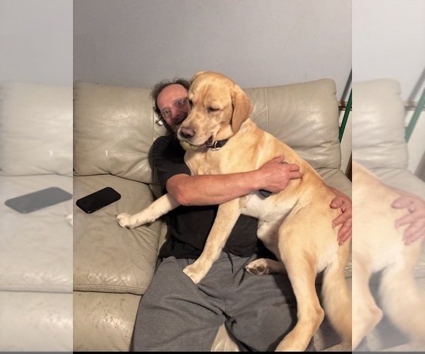 Medium Photo #1 Golden Labrador Puppy For Sale in CANTON, MI, USA