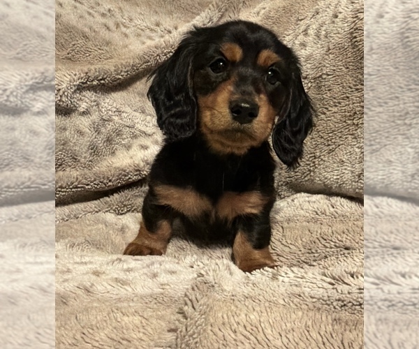 Medium Photo #1 Dachshund Puppy For Sale in CHATTANOOGA, TN, USA