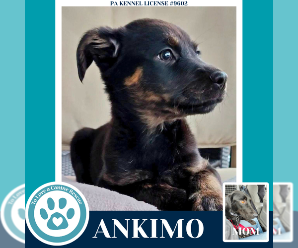 Medium Photo #2 Labrador Retriever Puppy For Sale in Kimberton, PA, USA