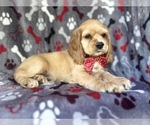 Small #7 Cocker Spaniel