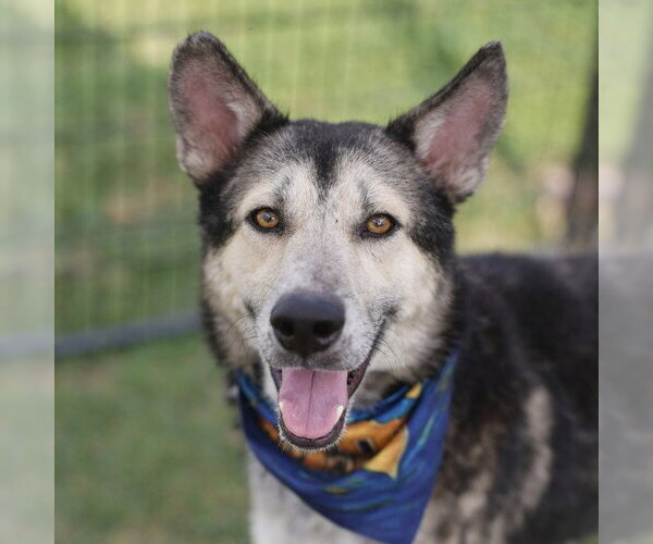 Medium Photo #1 Siberian Husky-Unknown Mix Puppy For Sale in San Antonio, TX, USA