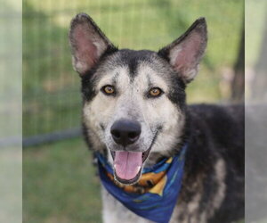Siberian Husky-Unknown Mix Dogs for adoption in San Antonio, TX, USA