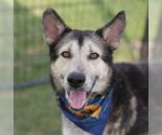 Small Siberian Husky Mix