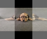 Small #12 Auss-Tzu