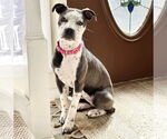 Small #1 Mutt