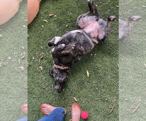 Medium Photo #25 Holland Shepherd-Unknown Mix Puppy For Sale in Sandy, UT, USA