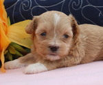 Puppy Lacey ShihPoo