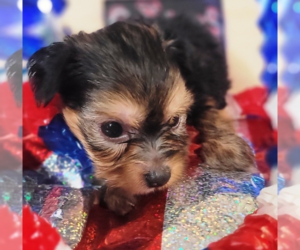 Medium Photo #77 Yorkshire Terrier Puppy For Sale in AKRON, OH, USA