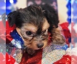 Small #7 Yorkshire Terrier