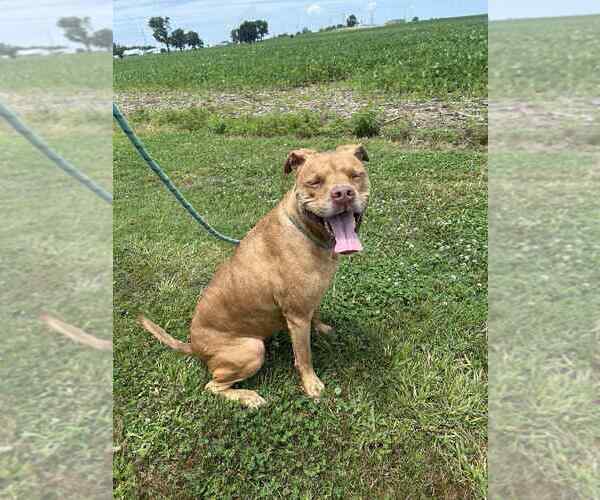 Medium Photo #4 Mutt Puppy For Sale in Evansville, IN, USA