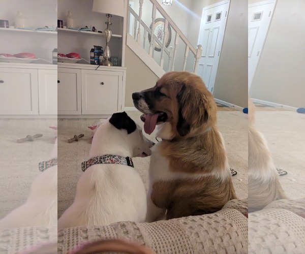 Medium Photo #4 Saint Bernese Puppy For Sale in Germantown, OH, USA