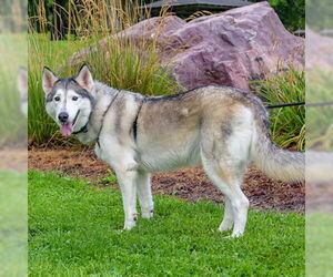 Siberian Husky Dogs for adoption in Omaha, NE, USA
