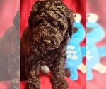 Puppy Major B Goldendoodle-Poodle (Standard) Mix